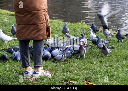 Eine Frau fütterte eine Herde von Feral Pigeons Columba livia forma urbana am Ufer eines Sees in Newquay in Cornwall im Vereinigten Königreich. Stockfoto