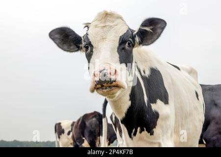 Milchkuh, schwarz-weiß, tropfender schleimiger Spucke, sabbernd, aussehend, junge und schwarze Ohren und rosa Nase Stockfoto