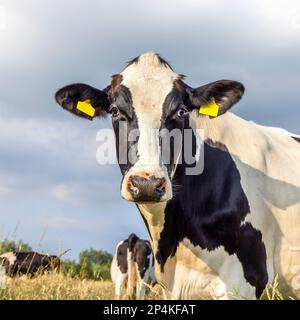 Eine Kuh sieht fröhlich aus, schwarz-weiß, mittelgroßes quadratisches Porträt und blauer Himmel Stockfoto