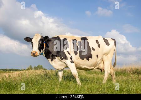 Eine Kuh auf einem Feld schwarz-weiß, stehendes Milchvieh, blauer Himmel und Horizont über Land Stockfoto