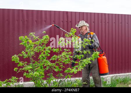 Der Mensch behandelt Obstbäume von Krankheiten und Insekten Schädlinge im Garten. Pflanzen besprühen, Krankheitsprävention. Stockfoto