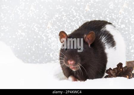 Weihnachtsratte, die die Kamera im Hintergrund von Bokeh-Lichtern betrachtet. Neujahrskarten-Maus. Das Symbol des chinesischen Mondhoroskops 2020. Kopierraum. Stockfoto