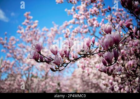 Magnolien im Enid A. Haupt Garden am Smithsonian Castle in Washington D.C. Stockfoto