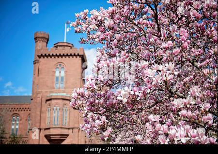Magnolien im Enid A. Haupt Garden am Smithsonian Castle in Washington D.C. Stockfoto