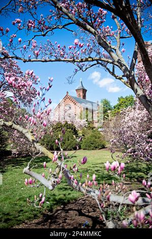 Magnolien im Enid A. Haupt Garden am Smithsonian Castle in Washington D.C. Stockfoto