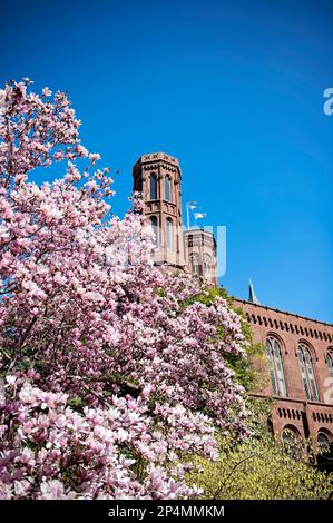 Magnolien im Enid A. Haupt Garden am Smithsonian Castle in Washington D.C. Stockfoto