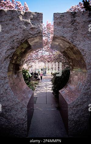 Magnolien im Enid A. Haupt Garden am Smithsonian Castle in Washington D.C. Stockfoto