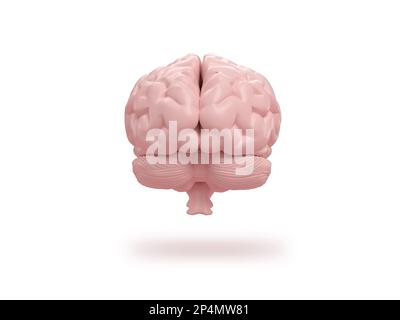 Menschliches Gehirn frontal auf isometrischem weissen Hintergrund. 3D-Rendering. Stockfoto
