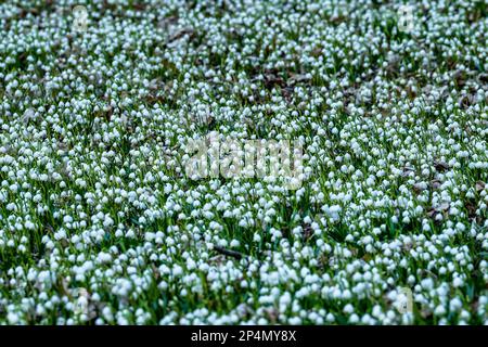 Rychnov Nad Kneznou, Tschechische Republik. 06. März 2023. Leucojum vernum, die Frühlings-Schneeflocke, blüht im Garten nahe des Schlosses in Kostelec nad Orlici, Tschechische Republik, am 6. März 2023. Kredit: David Tanecek/CTK Photo/Alamy Live News Stockfoto