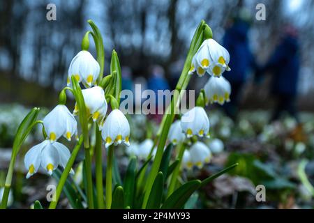 Rychnov Nad Kneznou, Tschechische Republik. 06. März 2023. Leucojum vernum, die Frühlings-Schneeflocke, blüht im Garten nahe des Schlosses in Kostelec nad Orlici, Tschechische Republik, am 6. März 2023. Kredit: David Tanecek/CTK Photo/Alamy Live News Stockfoto