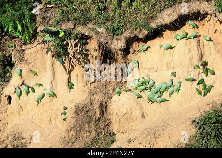 Andensittiche (Bolborhynchus orbygnesius) und Blaukopfpapageien (Pionus menstruus) bei Clay Lack, Manu-Nationalpark, peruanischer Amazonas, Peru Stockfoto