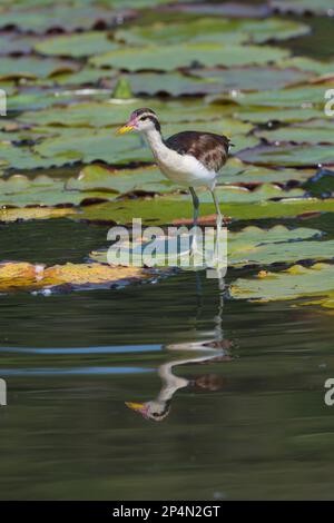 Juvenile Wattled Jacana (Jacana Jacana) Walking on Waterlilies Leaves, Manu National Park, peruanischer Amazonas, Peru Stockfoto