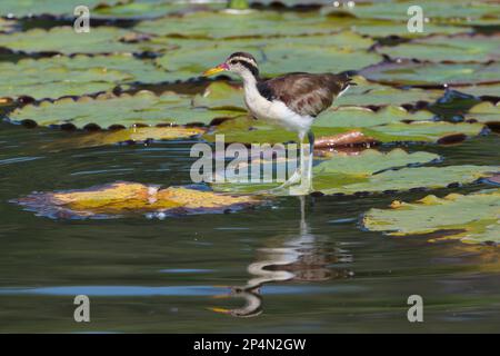 Juvenile Wattled Jacana (Jacana Jacana) Walking on Waterlilies Leaves, Manu National Park, peruanischer Amazonas, Peru Stockfoto