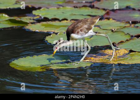 Juvenile Wattled Jacana (Jacana Jacana) Walking on Waterlilies Leaves, Manu National Park, peruanischer Amazonas, Peru Stockfoto