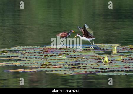 Junge, wackelige Jacanas (Jacana Jacana) auf Wasserlilien-Blättern mit offenen Flügeln, Manu-Nationalpark, peruanischer Amazonas, Peru Stockfoto
