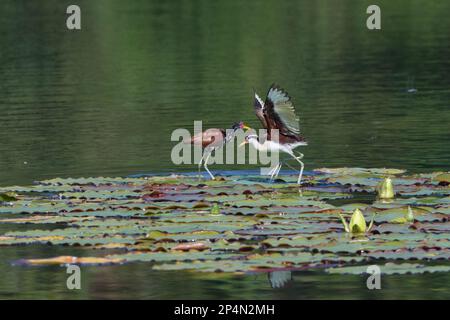Junge, wackelige Jacanas (Jacana Jacana) auf Wasserlilien-Blättern mit offenen Flügeln, Manu-Nationalpark, peruanischer Amazonas, Peru Stockfoto