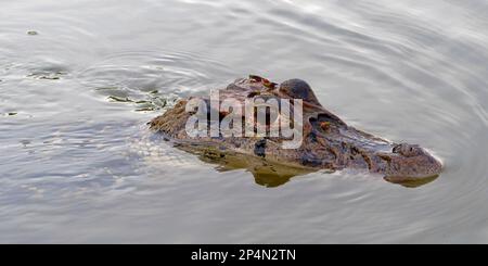 Schwarzer Kaiman (Melanosuchus niger) im Madre de Dios, Manu-Nationalpark, peruanischer Amazonas, Peru Stockfoto