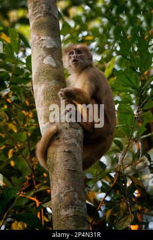 Capuchin mit weißer Front (Cebus aequatorialis), Nationalpark Manu, Peruanischer Amazonas, Peru Stockfoto