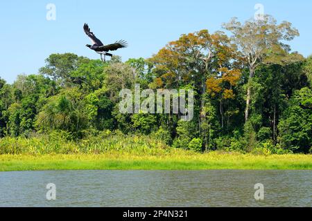 Hornschreier (Anhima cornuta) fliegen über den tropischen Regenwald des Amazonas am Oxbow Lake, Manu National Park, peruanischer Amazonas, Peru Stockfoto