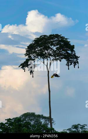 Oropaendola-Schachbrettmuster unter Nistbäumen im tropischen Regenwald des Amazonas, Rio Colorado, Peruanischer Amazonas, Peru Stockfoto