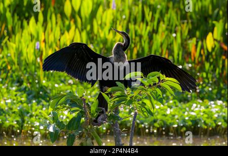 Anhinga (Anhinga anhinga) trocknet seine Flügel bei Sonnenaufgang in der Sonne, im Wakodahatchee Feuchtgebiet, Florida, USA. Stockfoto