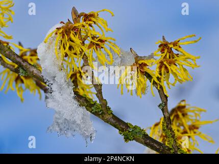 Lunow, Deutschland. 06. März 2023. Schnee bedeckt teilweise die gelben Blumen einer Hexenhasel. Gestern ist in großen Teilen Brandenburgs ein wenig Schnee gefallen. Die Haselnussbraun blüht im Januar und Februar bis zum Frühling, je nach Art. Kredit: Patrick Pleul/dpa/Alamy Live News Stockfoto