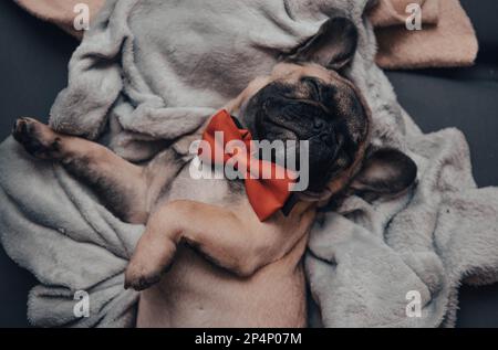 Lustiges französisches Bulldogge-Hündchen mit roter Fliege, süß, das zu Hause auf dem Sofa schläft Stockfoto