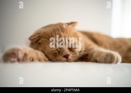 Schlafender Ingwer katze auf dem Bett, flauschiges Tier streckt sich. Eine wunderschöne Hauskatze. Hochwertiges Foto Stockfoto