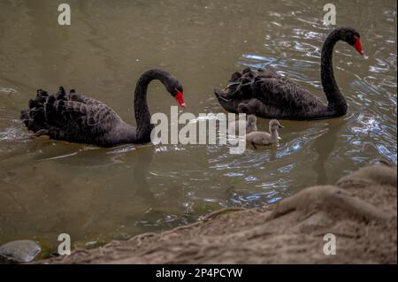 Schwanenfamilie. Zwei schwarze, stumme Schwaneneltern mit grauen Babyzygneten, die im Frühling zusammen schwimmen. Cygnus atratus im Fluss. Stockfoto