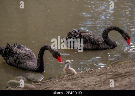 Schwanenfamilie. Zwei schwarze, stumme Schwaneneltern mit grauen Babyzygneten, die im Frühling zusammen schwimmen. Cygnus atratus im Fluss. Stockfoto