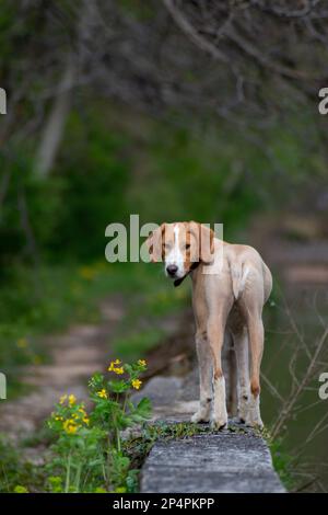 Ein getrimmter brauner Hund, der am Flussufer auf die Kamera starrt Stockfoto