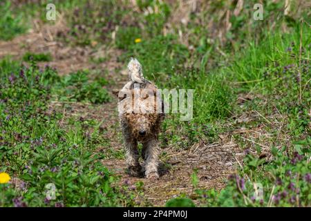 Dreckiger Fuchsterrier, der durch eine Wiese voller lila und gelber Blumen läuft Stockfoto