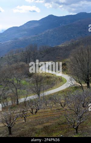 Bergstraße mit Kurven zwischen Kirschbäumen im Winter im Valle del Jerte in vertikaler Richtung Stockfoto