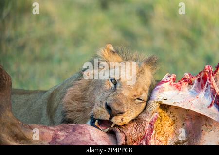 Männlicher Löwe kaut auf Büffelkadaver in botswana moremi Stockfoto