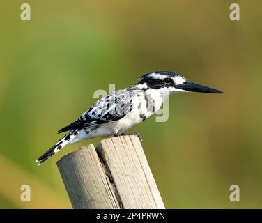 Rattenkönig sitzt auf einem Holzstock mit wunderschönem grünen goldenen Hintergrund im Botswana Moremi Okawango Delta Stockfoto