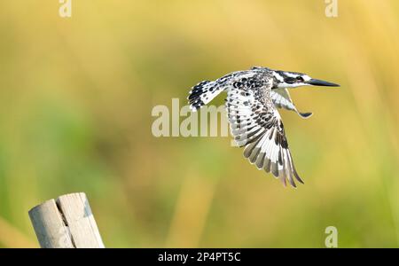 Im Botswana Moremi Okawango Delta streichelte Kingfisher mit wunderschönem grünen goldenen Hintergrund Stockfoto