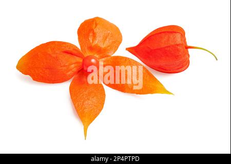 Physalis alkekengi isoliert auf weißem Hintergrund Stockfoto