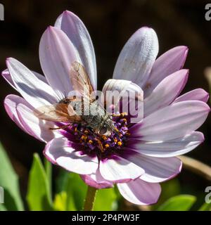 Peleteria rubescens, Parasitenfliege Stockfoto