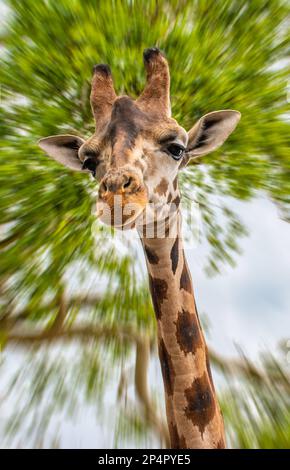 Giraffenkopf vor unscharfem Bewegungshintergrund. Stockfoto