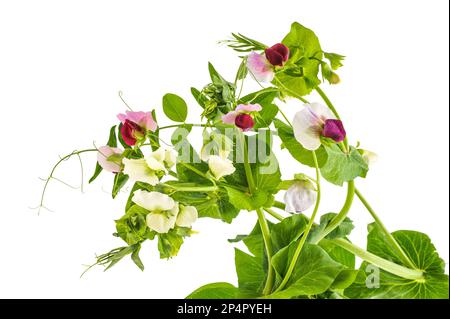 Erbsen mit Blüten auf weißem Hintergrund Stockfoto