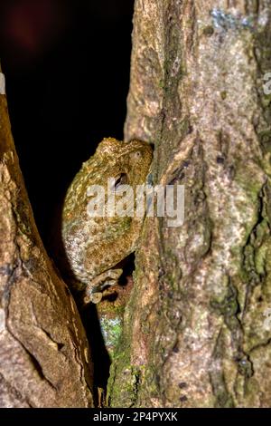 Platypelis grandis, endemische Froscharten der Familie Microhylidae. Neugierige Mangabe, Madagaskar Wildtier Stockfoto