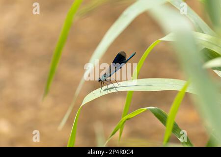 Eine gebündelte demoiselle auf einem Blatt in der Sonne Stockfoto