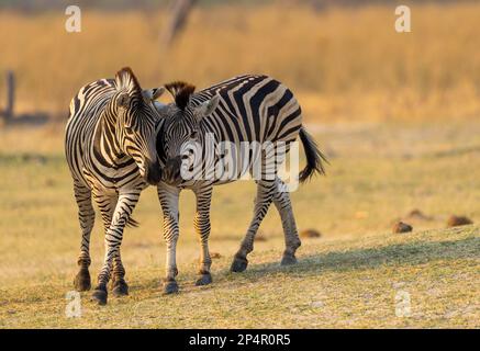 Zwei Zebras spielen und kuscheln zusammen in perfektem Morgenlicht in Botswana Moremi Stockfoto