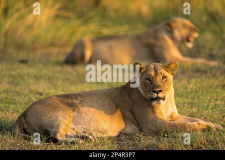 Zwei Löwen, die in der Nähe des Flusses khwai in botswana liegen Stockfoto