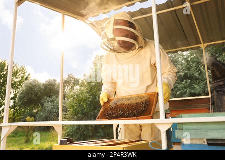 Imker in Uniform mit Honigrahmen in der Bienenstation Stockfoto