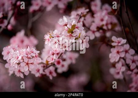 Die pinkfarbenen Apfelblüten sind auf dem Ast gruppiert. Stockfoto