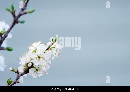 Zarte weiße Apfelblüten und Knospen auf dem Ast. Stockfoto