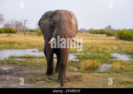 Großer männlicher Elefant, Vollkörperschuss, der durch nasses Gras in Botswana Khwai läuft Stockfoto