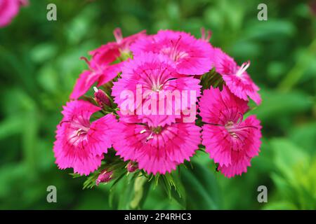 Nahaufnahme von einem Haufen wunderschöner Dianthus Seguieri oder Sequiers rosa Blumen, die im Sonnenlicht blühen Stockfoto