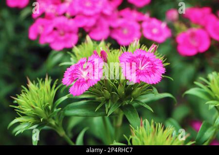 Ein Paar atemberaubender Dianthus Seguieri oder Sequier's Pink Flowers, die im Garten wachsen Stockfoto